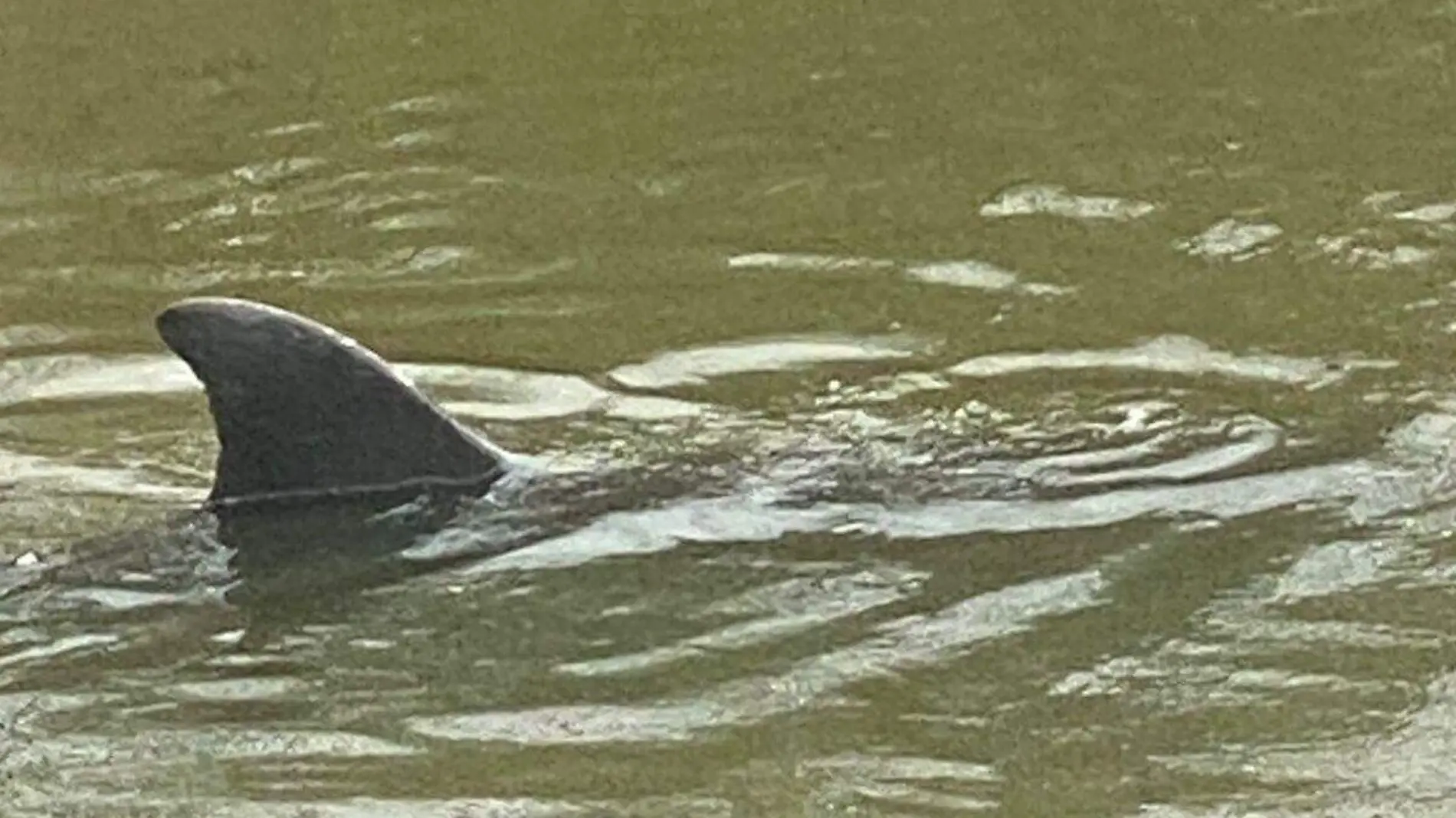 Dos delfines se quedan atrapados